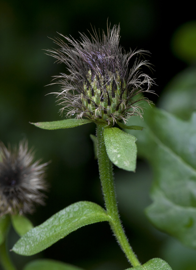 Image of Centaurea abnormis specimen.