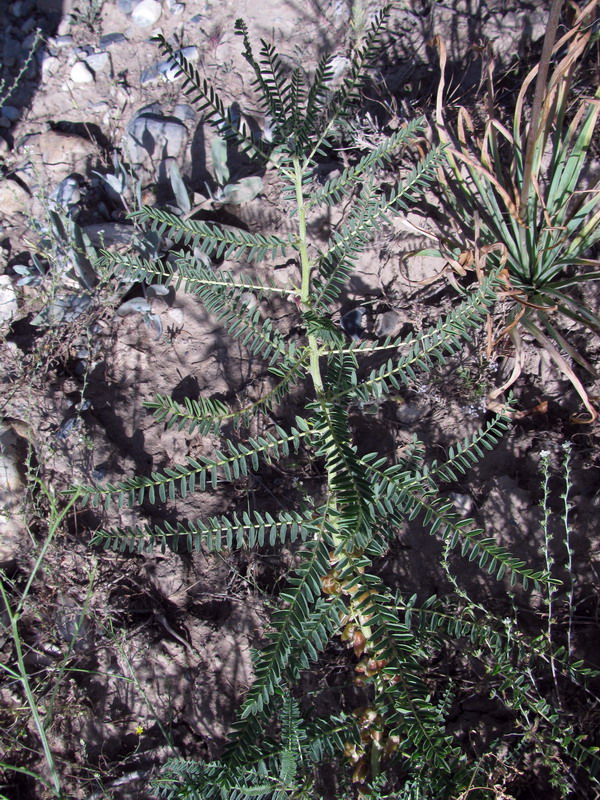 Image of Astragalus turkestanus specimen.