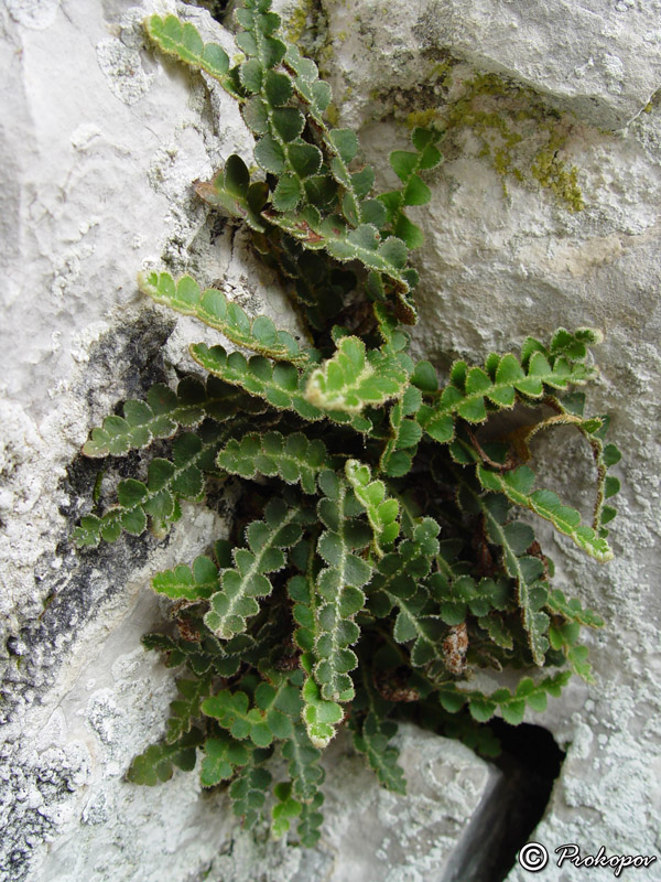 Image of Ceterach officinarum specimen.