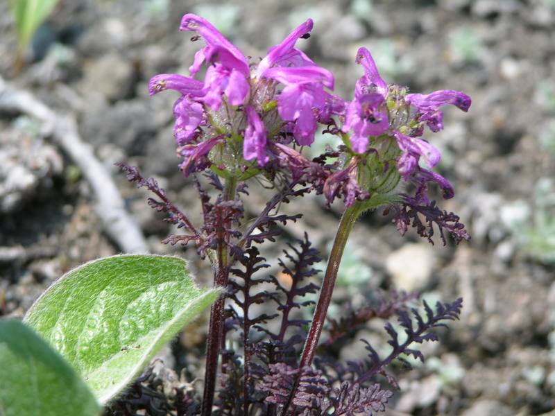 Image of Pedicularis amoena specimen.