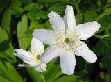 Anemone nemorosa. Цветок