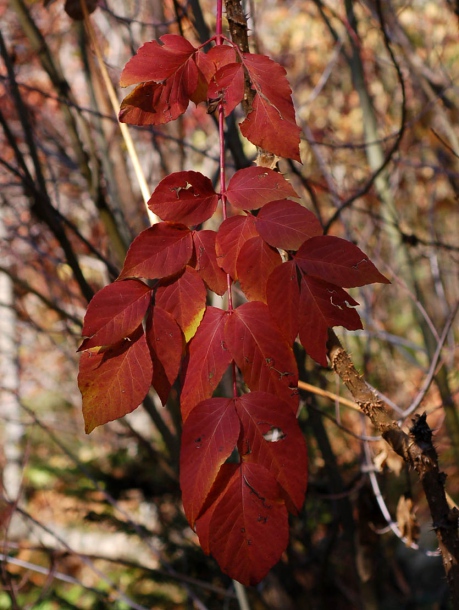 Image of Aralia elata specimen.