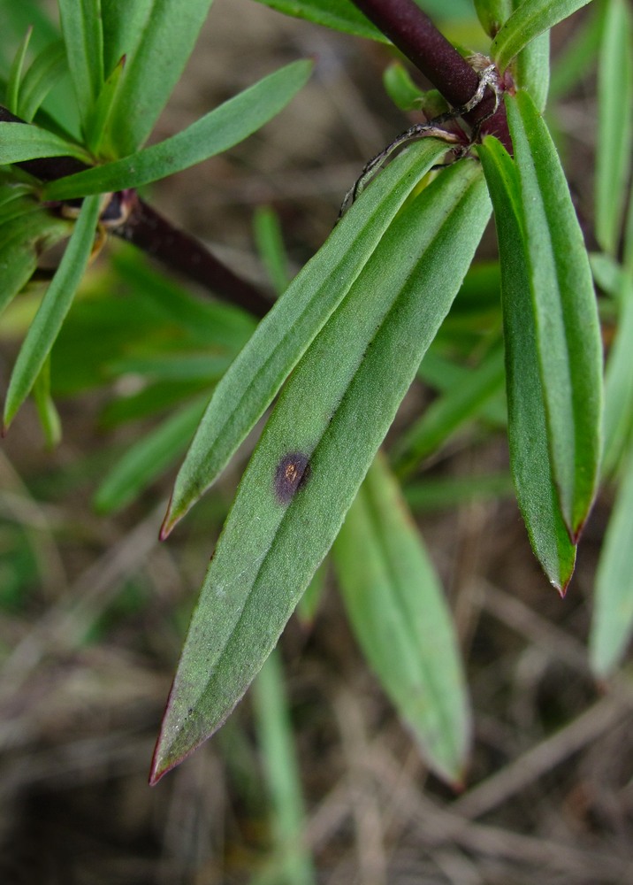 Image of Silene tatarica specimen.