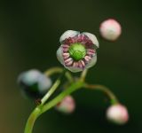 Chimaphila umbellata