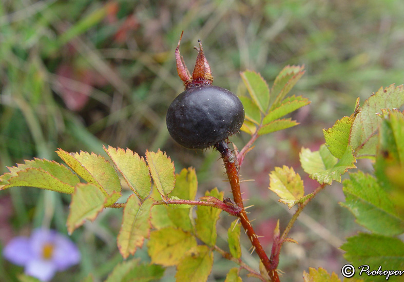 Изображение особи Rosa spinosissima.