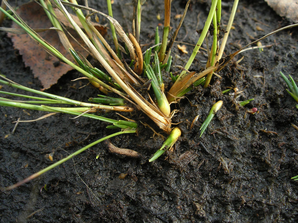 Изображение особи Rhynchospora alba.