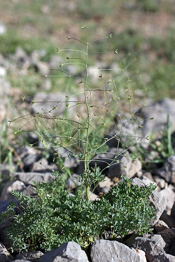 Image of Thalictrum isopyroides specimen.