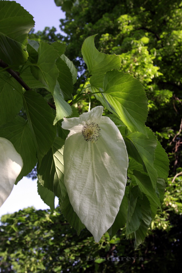 Image of Davidia involucrata var. vilmoriniana specimen.