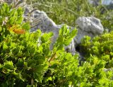 Quercus coccifera. Верхушки побегов плодоносящего растения. Испания, Андалусия, комарка Коста-дель-Соль-Оксиденталь, окр. г. Касарес, вершинная часть горного склона. Август 2015 г.