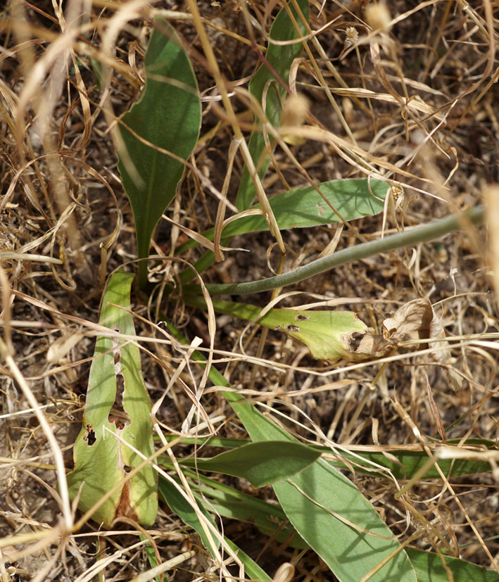 Image of Goniolimon eximium specimen.