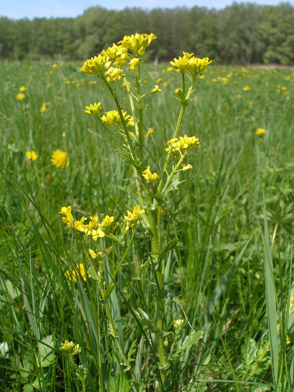 Изображение особи Barbarea vulgaris.