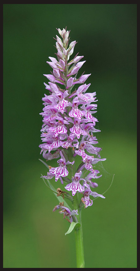 Image of Dactylorhiza fuchsii specimen.