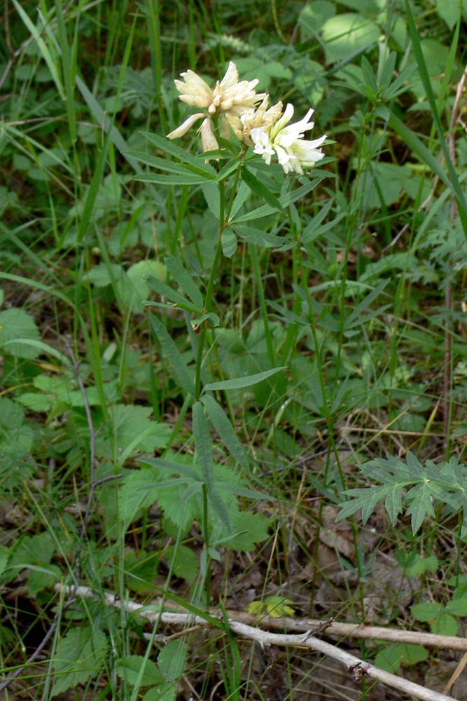 Image of Trifolium spryginii specimen.