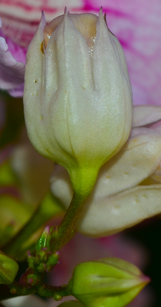 Image of Podranea ricasoliana specimen.