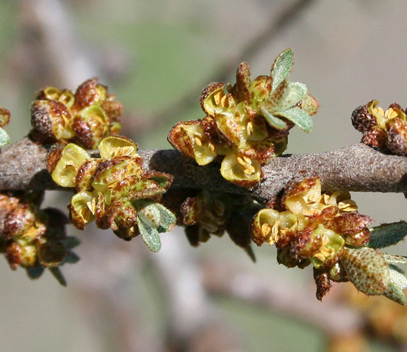 Image of Hippophae rhamnoides specimen.