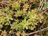Смотреть изображение Sedum album
