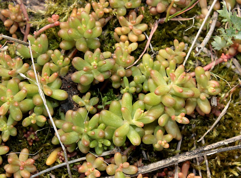 Image of Sedum album specimen.