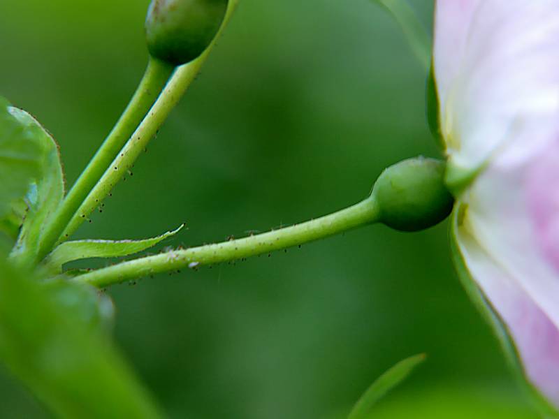 Изображение особи Rosa acicularis.