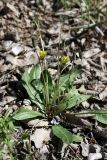 Taraxacum monochlamydeum. Отцветающее растение. Южный Казахстан, левый берег Сыр-Дарьи в 10 км выше Сюткента. 29.04.2015.