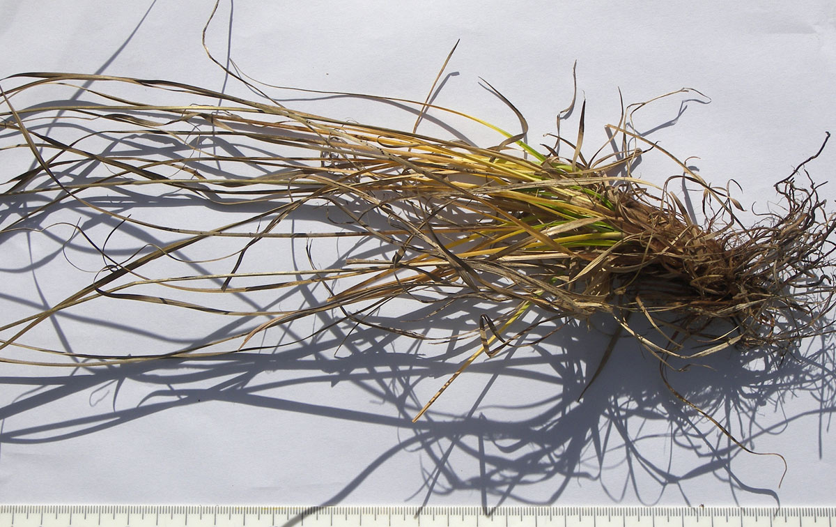 Image of Carex capillaris specimen.