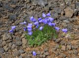 Campanula rotundifolia. Цветущие растения. Бурятия, Окинский р-н, падь Хи-Гол, склон вулкана Кропоткина, ≈ 2000 м н.у.м. 11.07.2015.