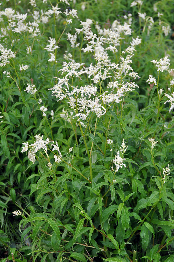 Изображение особи Aconogonon alpinum.