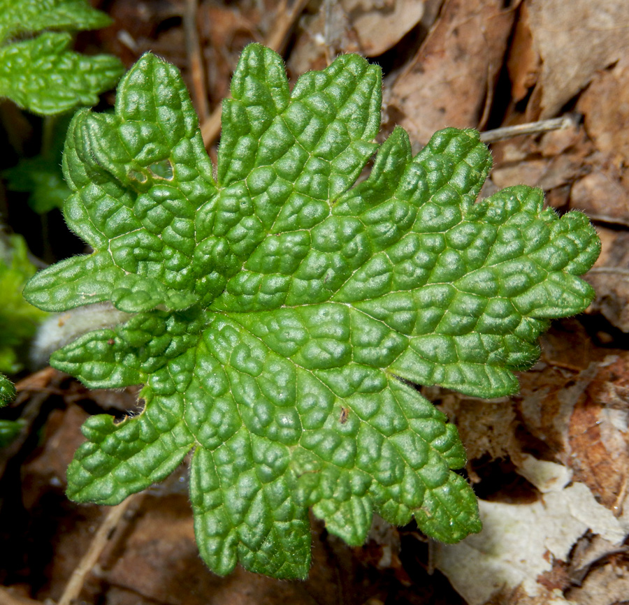 Изображение особи Leonurus quinquelobatus.