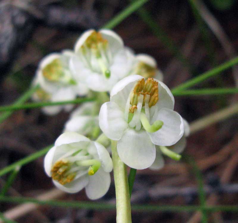 Image of Pyrola rotundifolia specimen.