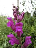 Antirrhinum majus. Верхушка соцветия. Испания, автономное сообщество Каталония, провинция Жирона, комарка Баш Эмпорда, муниципалитет Калонже, обочина полевой дороги. 24.04.2016.