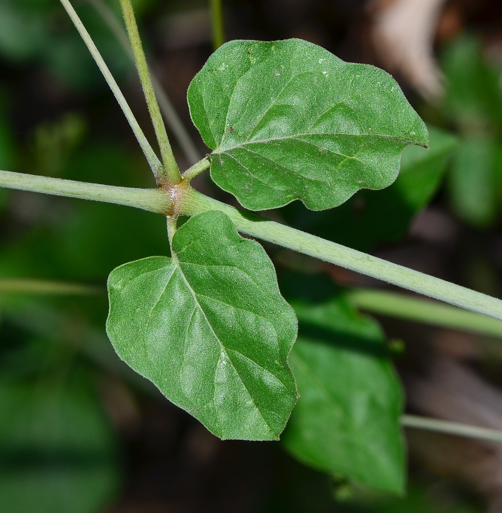 Изображение особи Commicarpus plumbagineus.