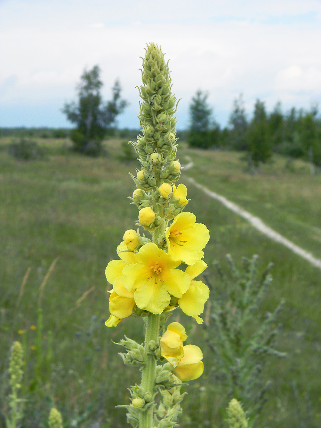 Изображение особи Verbascum phlomoides.