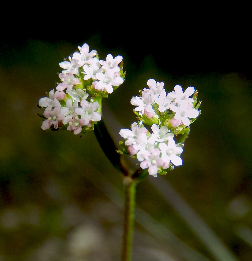 Image of Valerianella carinata specimen.