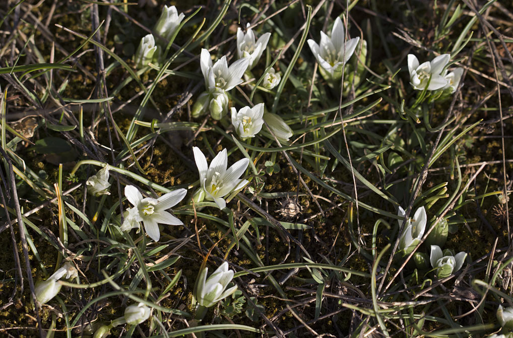 Image of Ornithogalum sibthorpii specimen.