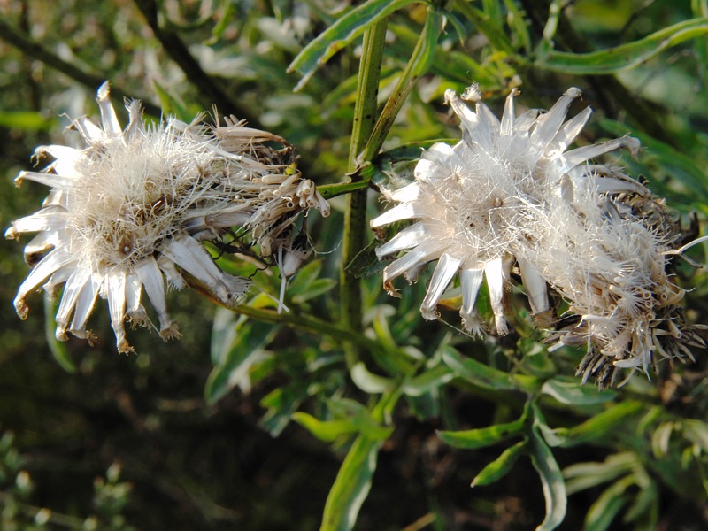 Image of Centaurea scabiosa specimen.