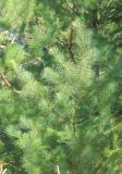 Pinus taiwanensis. Ветвь. Абхазия, г. Сухум, Сухумский ботанический сад, в культуре. 7 марта 2016 г.