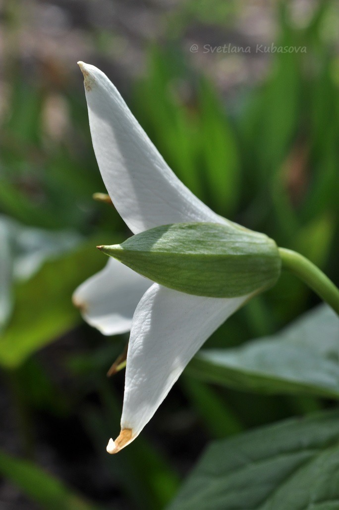 Image of Trillium flexipes specimen.