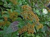 Spiraea japonica