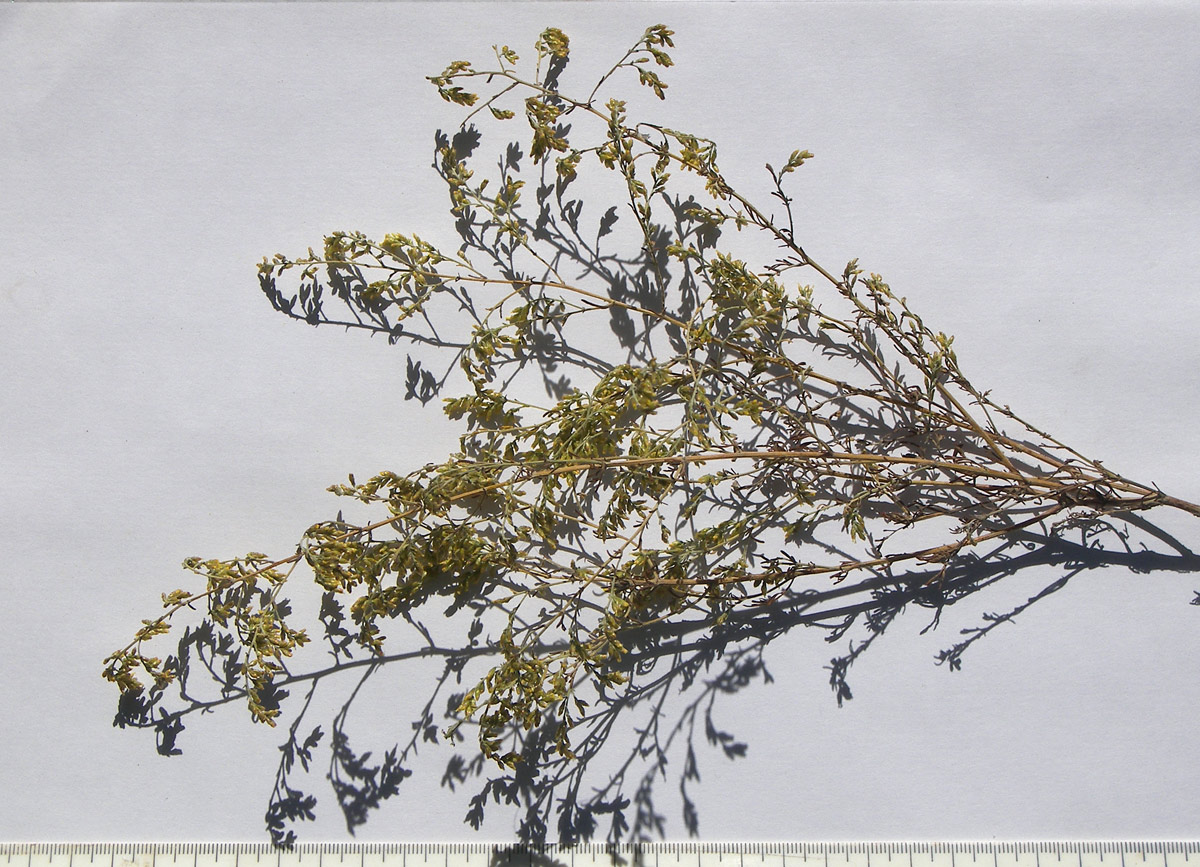 Image of Artemisia santonicum specimen.