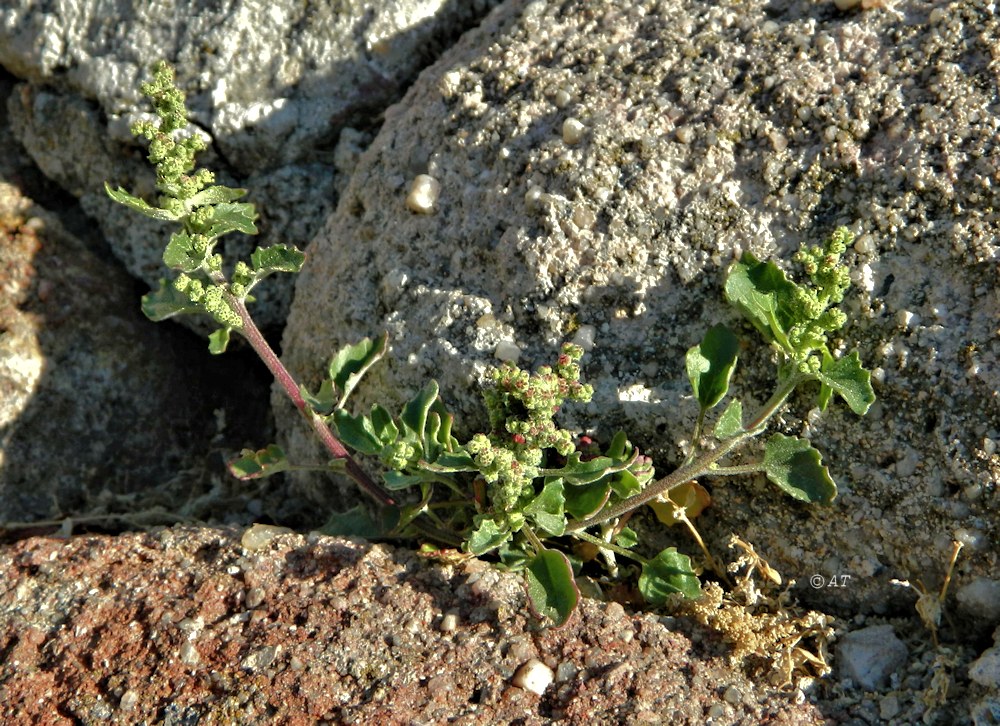 Изображение особи род Chenopodium.