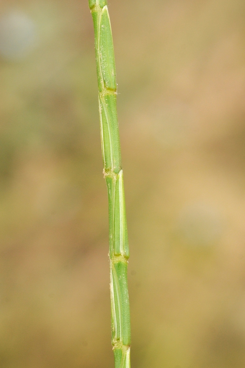 Image of Henrardia persica specimen.