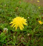 Crepis rhoeadifolia. Соцветие. Франция, регион Овернь-Рона-Альпы, округ Валанс, коммуна Ла-Бом-д'Осте́н (фр. La Baume-d'Hostun), газон у АЗС на трассе А49. 28.07.2014.