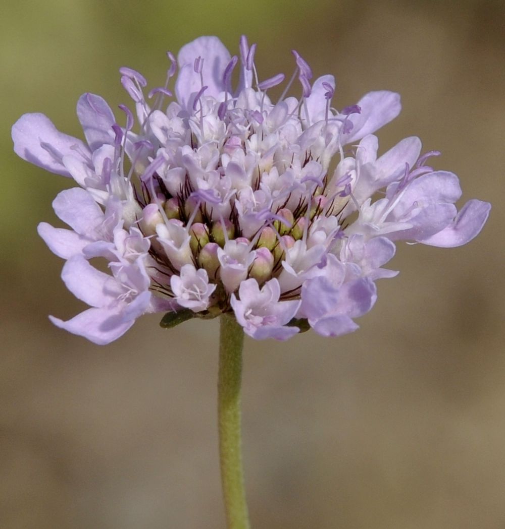 Image of Sixalix atropurpurea ssp. maritima specimen.