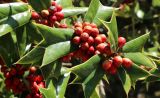 Ilex cornuta