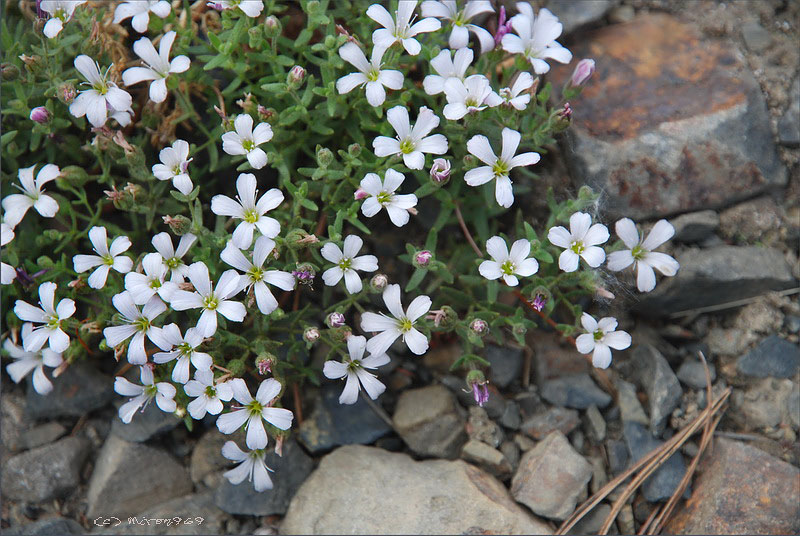 Image of Gypsophila violacea specimen.