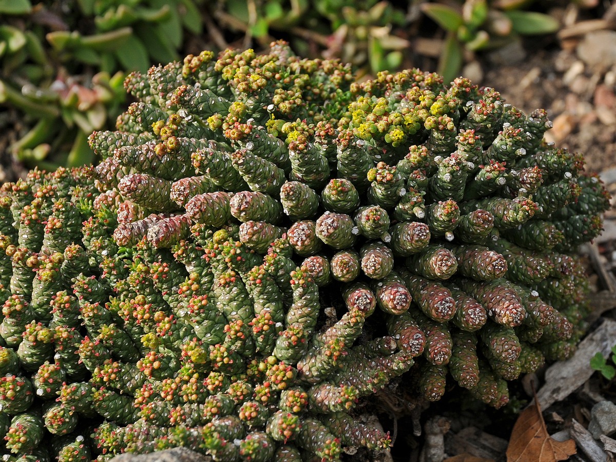 Image of Euphorbia flanaganii specimen.