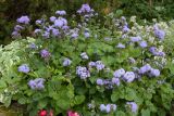 Ageratum houstonianum. Куртина цветущих растений. Санкт-Петербург, Старый Петергоф, парк \"Сергиевка\", цветник с элементами рокария и альпийской горки. 02.10.2016.