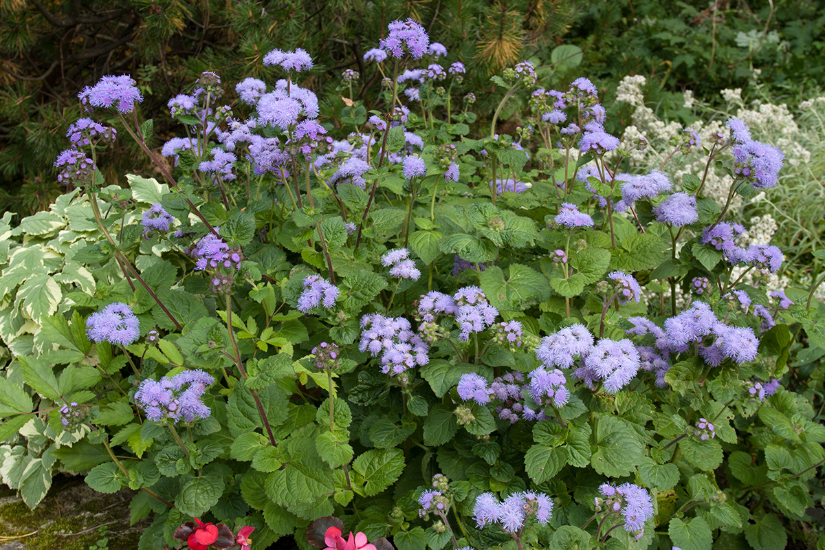 Изображение особи Ageratum houstonianum.