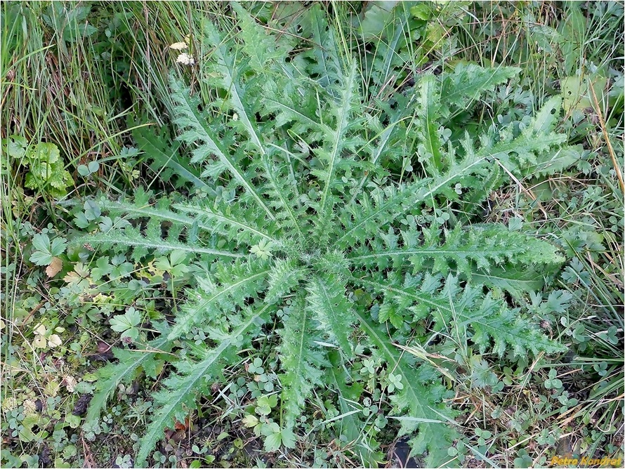 Image of genus Cirsium specimen.