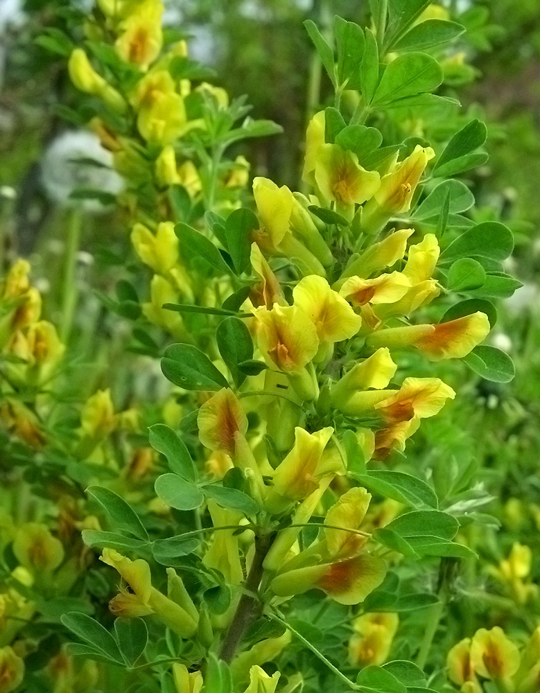 Image of Chamaecytisus ratisbonensis specimen.