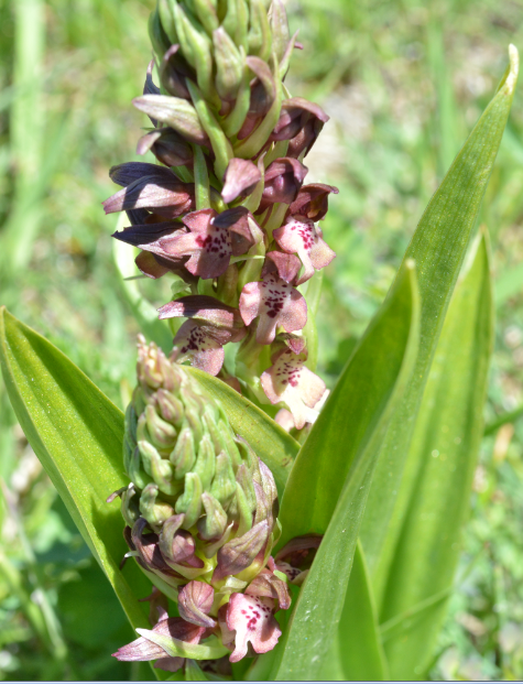 Image of Anacamptis coriophora specimen.